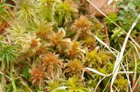 Attēlu rezultāti vaicājumam “Sphagnum quinquefarium”