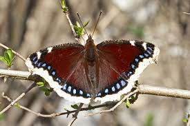 Attēlu rezultāti vaicājumam “Nymphalis antiopa upperside”