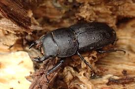 Attēlu rezultāti vaicājumam “Dorcus parallelopipedus”