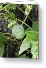 Attēlu rezultāti vaicājumam “Echinocystis lobata fruit”