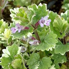 Attēlu rezultāti vaicājumam “Glechoma hederacea flower”