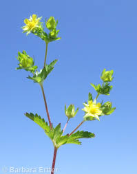 Attēlu rezultāti vaicājumam “Potentilla norvegica flower”