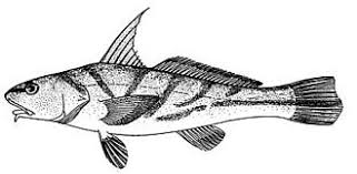 Image result for Menticirrhus americanus