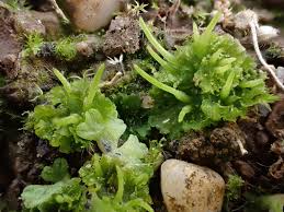 Attēlu rezultāti vaicājumam “Seligeria pusilla sporophyte”