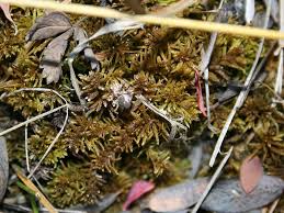 Attēlu rezultāti vaicājumam “Helodium blandowii”