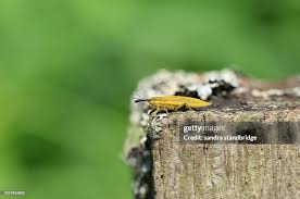 Attēlu rezultāti vaicājumam “Lixus iridis”