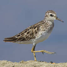 Image result for Calidris subminuta