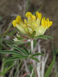 Image result for Anthyllis vulneraria rubra