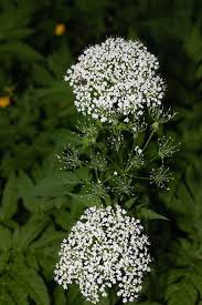 Attēlu rezultāti vaicājumam “Chaerophyllum aromaticum fruit”