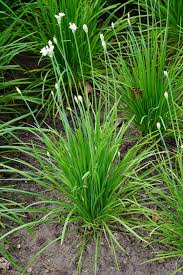 Image result for Schnittknoblauch