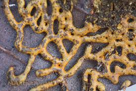 Attēlu rezultāti vaicājumam “Willkommlangea reticulata”