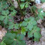 Attēlu rezultāti vaicājumam “Sanicula europaea fruit”