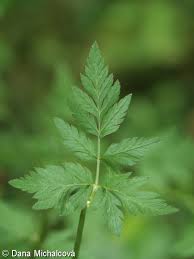 Attēlu rezultāti vaicājumam “Torilis japonica leaf”