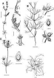 Attēlu rezultāti vaicājumam “Chara intermedia”