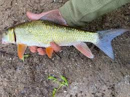 Image result for Moxostoma carinatum