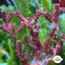 Attēlu rezultāti vaicājumam “Trichia alpina macro”