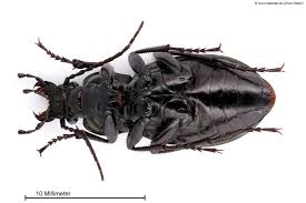 Attēlu rezultāti vaicājumam “Carabus arcensis”