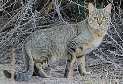 Attēlu rezultāti vaicājumam “Felis silvestris catus adult”