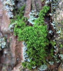 Attēlu rezultāti vaicājumam “Dicranum montanum”