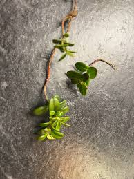 Attēlu rezultāti vaicājumam “Rhytidiadelphus subpinnatus”