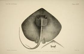 Image result for Dasyatis chrysonota