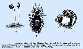Attēlu rezultāti vaicājumam “Chrysopa eggs”