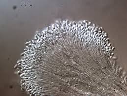 Attēlu rezultāti vaicājumam “Polycephalomyces tomentosus”