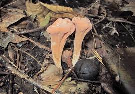 Attēlu rezultāti vaicājumam “Clavariadelphus pistillaris”