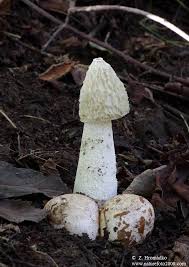 Attēlu rezultāti vaicājumam “Phallus impudicus”
