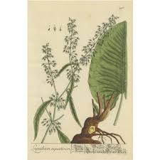 Attēlu rezultāti vaicājumam “Rumex aquaticus”