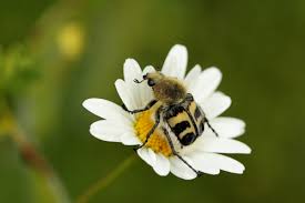 Attēlu rezultāti vaicājumam “Trichius fasciatus imago”