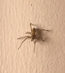 Attēlu rezultāti vaicājumam “Cheiracanthium sp. male”