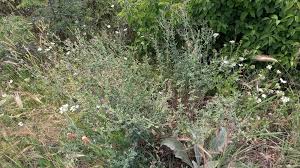 Attēlu rezultāti vaicājumam “Medicago x varia  flower”