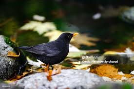 Attēlu rezultāti vaicājumam “Turdus merula male”