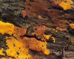 Attēlu rezultāti vaicājumam “Oligonema flavidum”