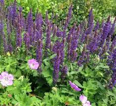 Attēlu rezultāti vaicājumam “Salvia nemorosa flower”