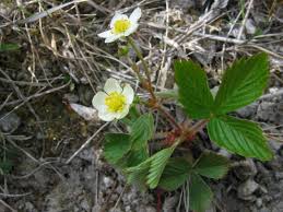 Attēlu rezultāti vaicājumam “Fragaria viridis leaf”