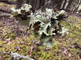 Attēlu rezultāti vaicājumam “Platismatia glauca”