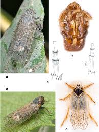 Attēlu rezultāti vaicājumam “Cixiidae”