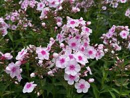Image result for Phlox paniculata `Bright Eyes`