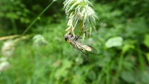 Attēlu rezultāti vaicājumam “Syrphus torvus”