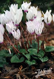 Image result for Cyclamen persicum