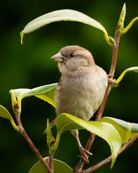 Attēlu rezultāti vaicājumam “Passer domesticus juvenile”