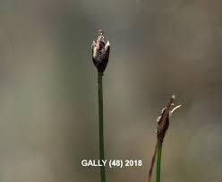 Attēlu rezultāti vaicājumam “Eleocharis quinqueflora”