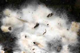 Attēlu rezultāti vaicājumam “Basidiodendron”