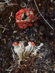 Attēlu rezultāti vaicājumam “Cladonia deformis”