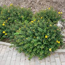 Image result for Johanniskraut