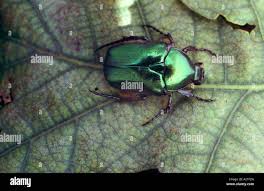 Attēlu rezultāti vaicājumam “Potosia cuprea”