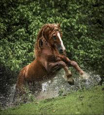 Image result for chestnut friesian