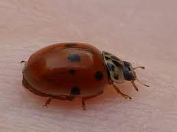 Attēlu rezultāti vaicājumam “Adalia decempunctata”